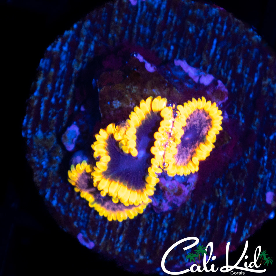 STIGGY MARLEY TRIPLE