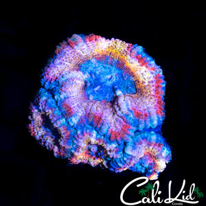 ULTRA RAINBOW ACAN QUAD