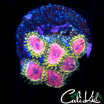 STRAWBERRY WINE MINI COLONY