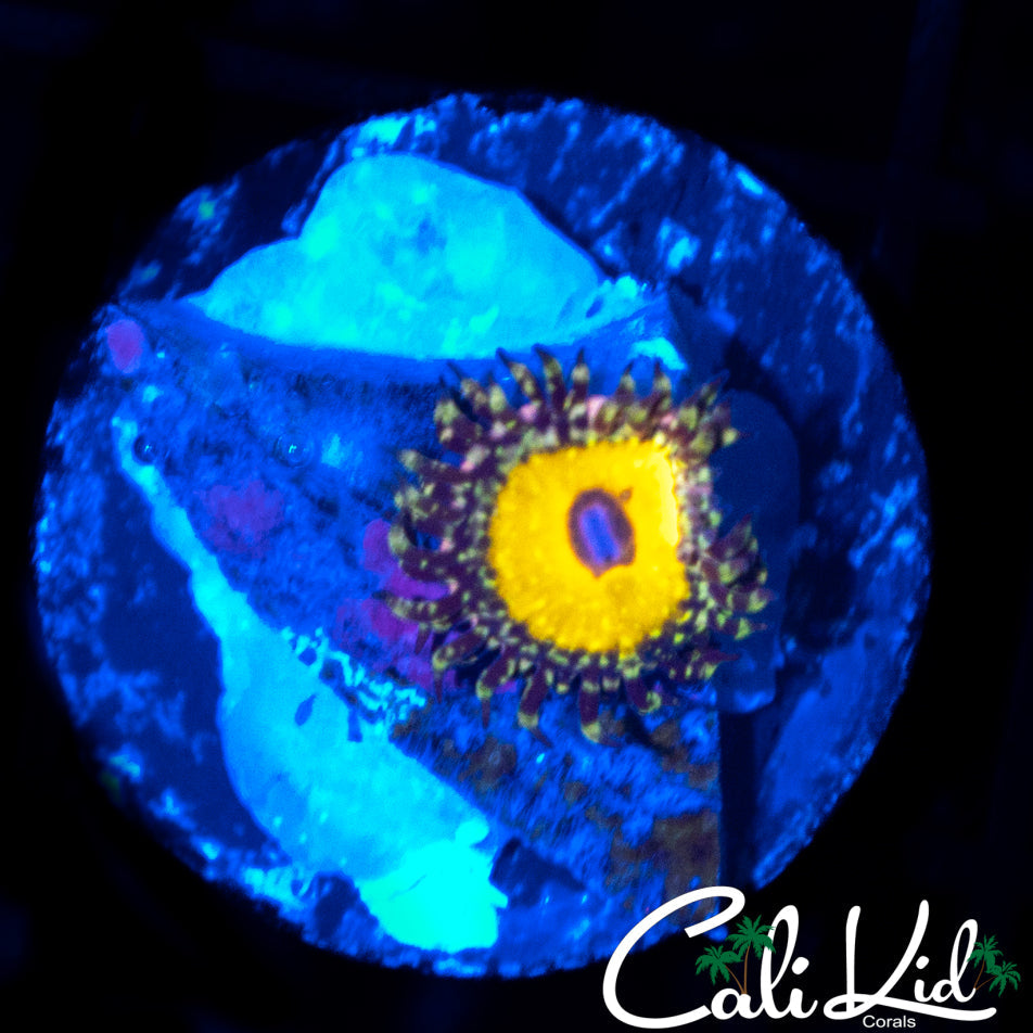 GOD BEAST ZOA