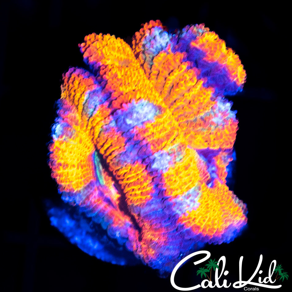 RAINBOW ACAN TRIPLE
