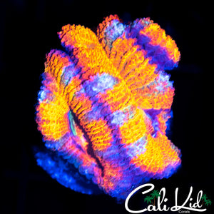 RAINBOW ACAN TRIPLE