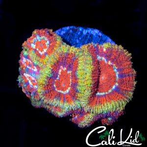 CK FIREWATER MICRO