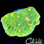 SPACE INVADER CHALICE