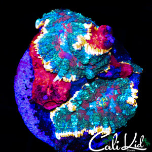 TRI COLOR RHODACTIS DOUBLE