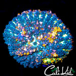 CB SUNKIST BOUNCE LARGE