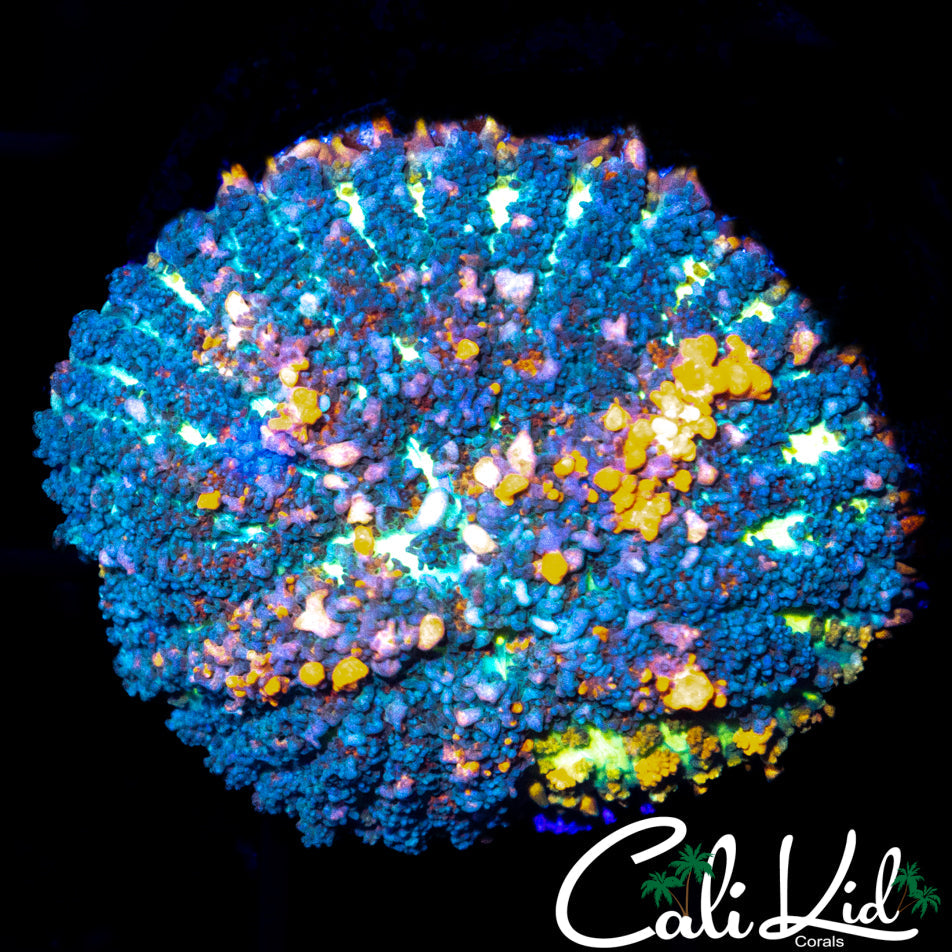 CB SUNKIST BOUNCE LARGE