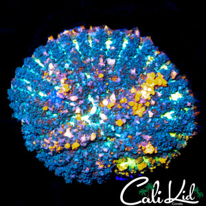 CB SUNKIST BOUNCE LARGE