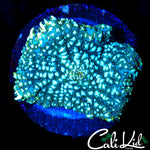 WHITE SPOTTED RHODACTIS