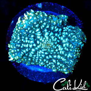 WHITE SPOTTED RHODACTIS