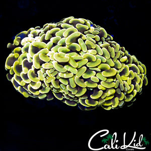 GOLDEN TWO TONE HYBRID HAMMER