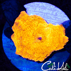 JAWBREAKER MUSHROOM