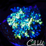 MAGIC CARPET MUSHROOM
