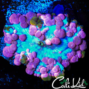 LARGE NEPTUNE BOUNCE