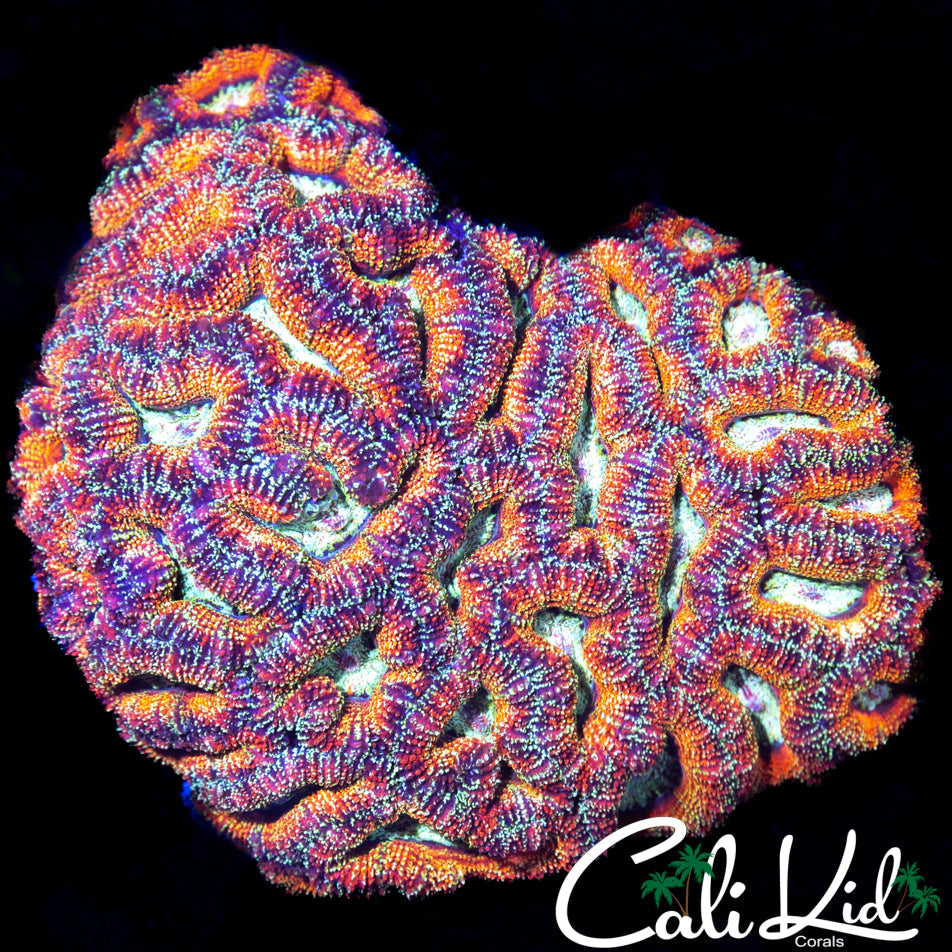RAINBOW MAZE ACAN COLONY
