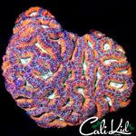 RAINBOW MAZE ACAN COLONY