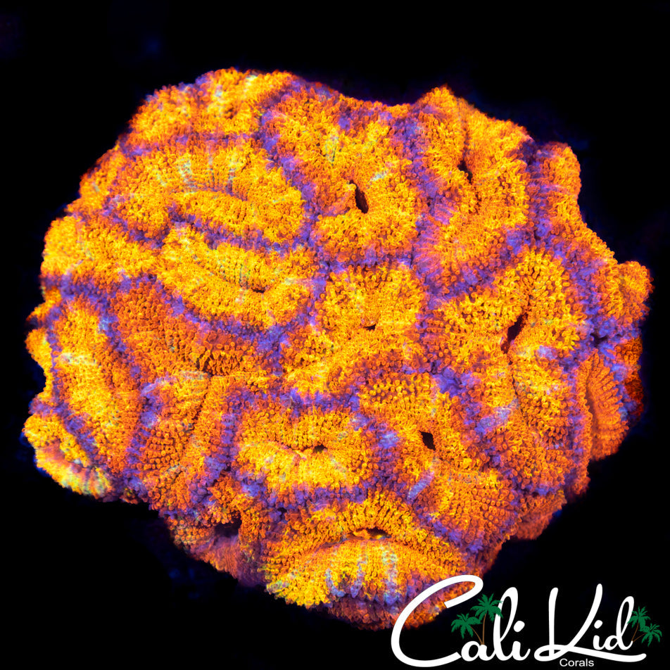 ULTRA ACAN COLONY