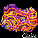 INSANE RAINBOW ACAN MINI COLONY