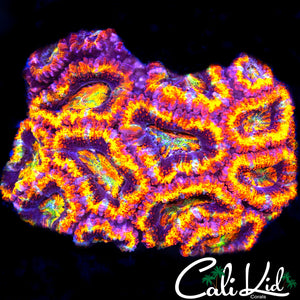 INSANE RAINBOW ACAN MINI COLONY
