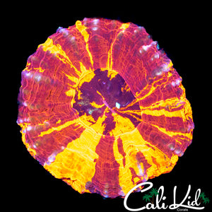 RARE TRI COLOR SCOLY