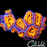 LEOPARD PRINT ACAN MINI COLONY