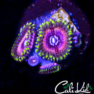 WWC BLACK ORCHID QUAD