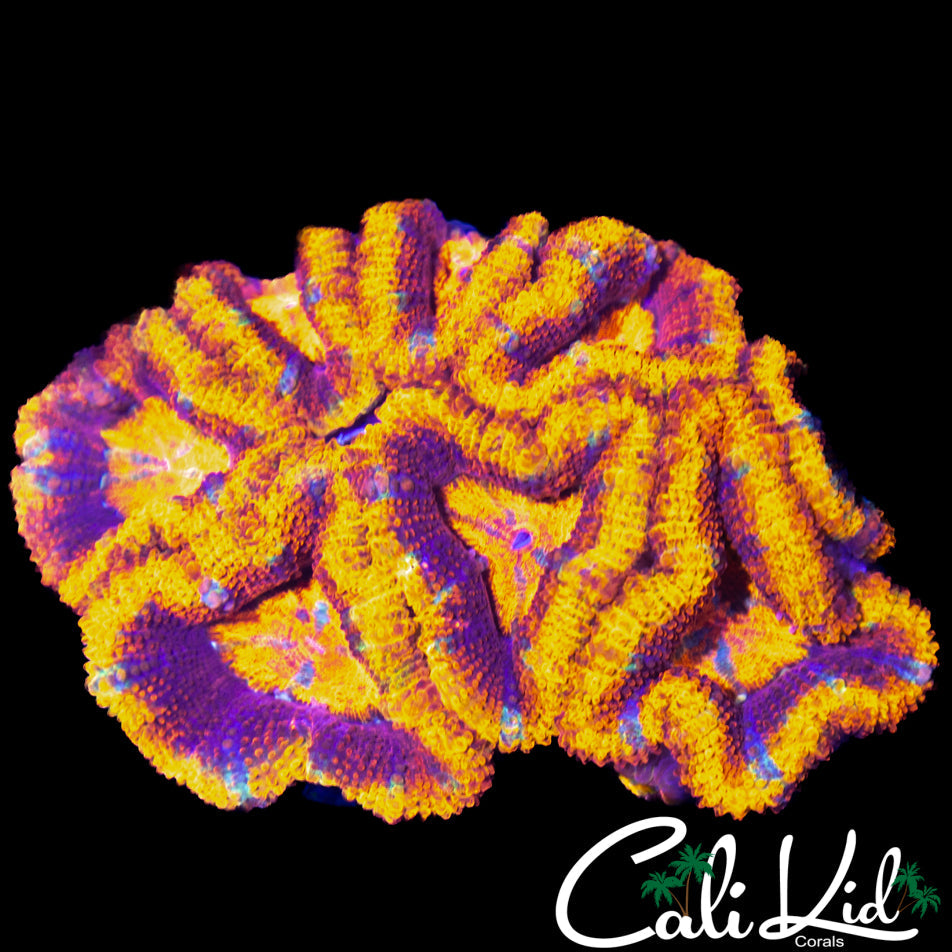 ULTRA RAINBOW ACAN MINI COLONY