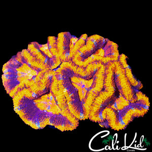 ULTRA RAINBOW ACAN MINI COLONY