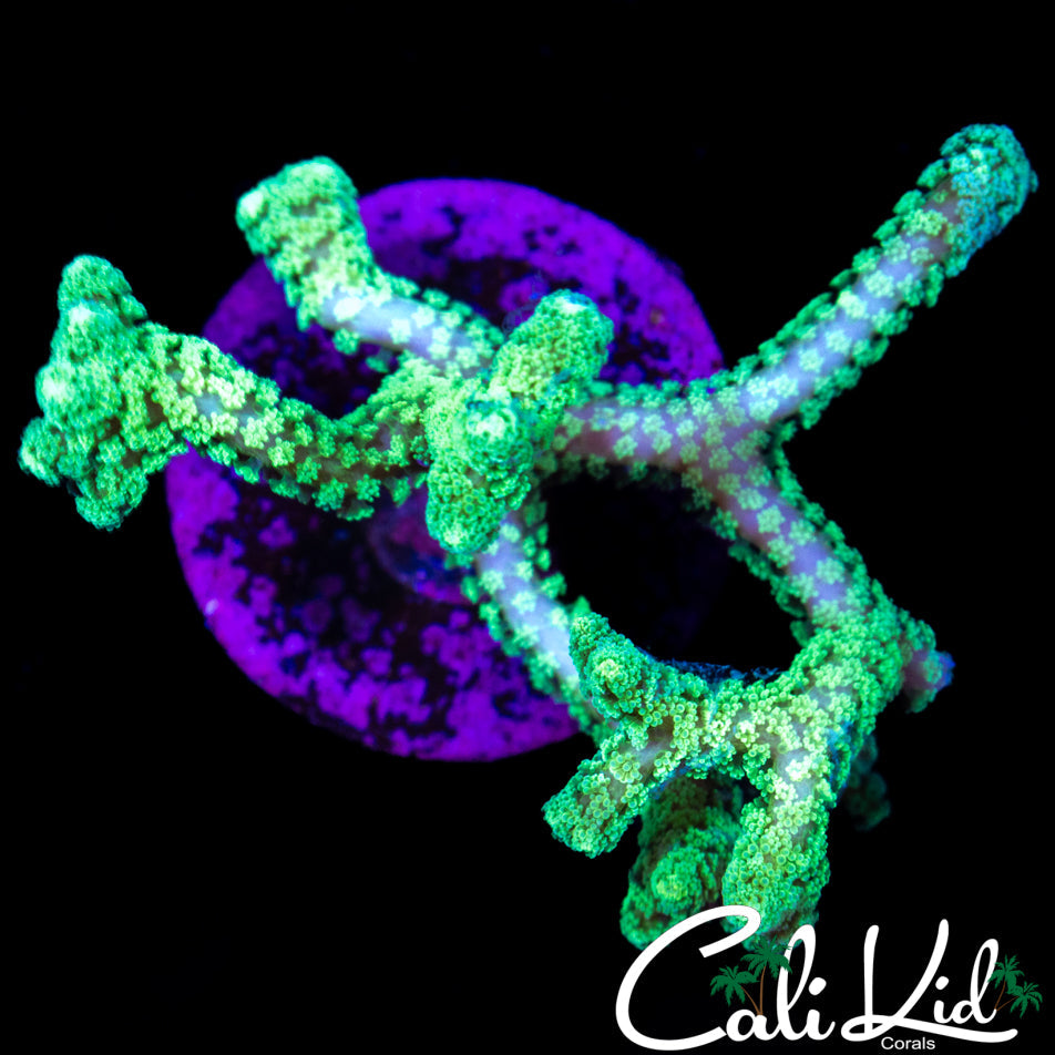 ULTRA BIRDSNEST FRAG
