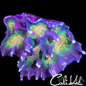 ULTRA RAINBOW PECTINIA COLONY