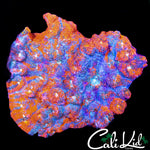 XL INDO RAINBOW CHALICE