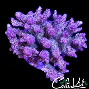 ULTRA RAINBOW MILLI COLONY