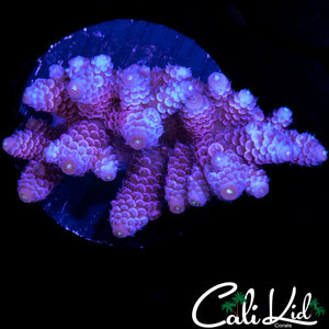 ULTRA RAINBOW ACRO MINI COLONY