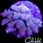 ULTIMATE RAINBOW TENIUS COLONY