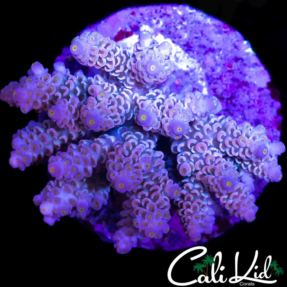 ULTIMATE RAINBOW TENIUS COLONY