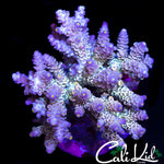 ULTIMATE RAINBOW TENIUS COLONY