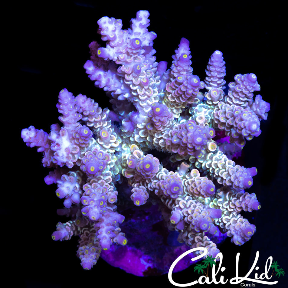 ULTIMATE RAINBOW TENIUS COLONY