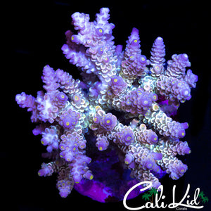 ULTIMATE RAINBOW TENIUS COLONY