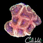 RARE PUMPKIN FAVIA CHUNK