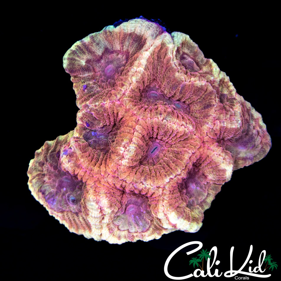 RARE PUMPKIN FAVIA CHUNK