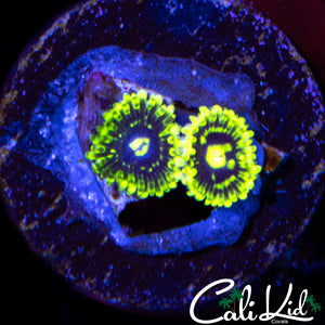 EXOSPHERE DOUBLE
