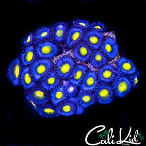 WWC AOI COLONY