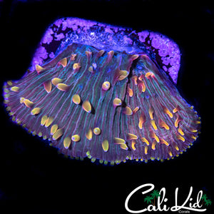 ULTA RAINBOW DIASERIS