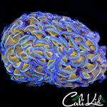 GOLDEN ROD BRANCHING HAMMER