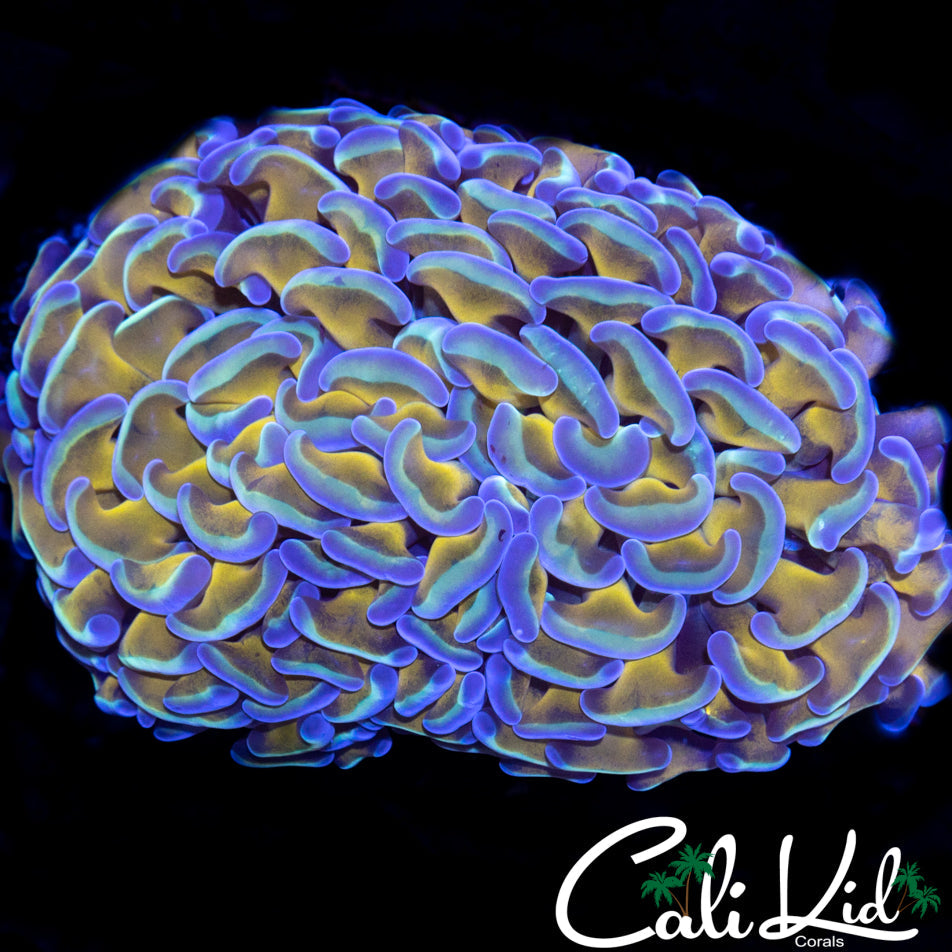 GOLDEN ROD BRANCHING HAMMER