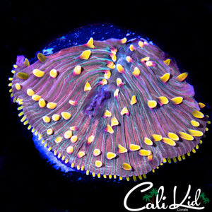 LARGE ULTRA RAINBOW DIASERIS