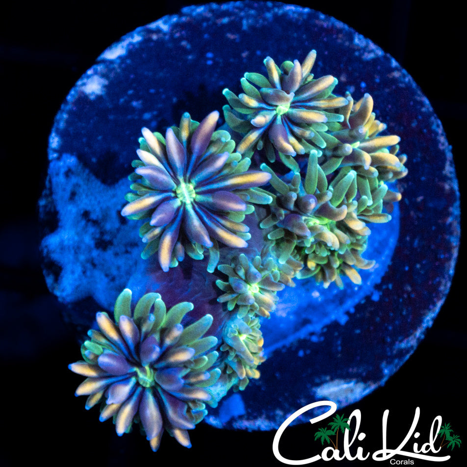 CK KALEIDOSCOPE GALAXIA