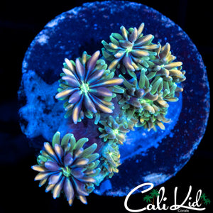 CK KALEIDOSCOPE GALAXIA