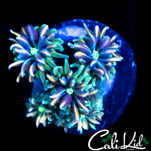 CK KALEIDOSCOPE GALAXIA