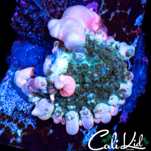 FRANKENSTEIN BOUNCE SHROOM